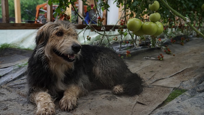 Un chien couché par terre dans une serre remplie de tomates. 