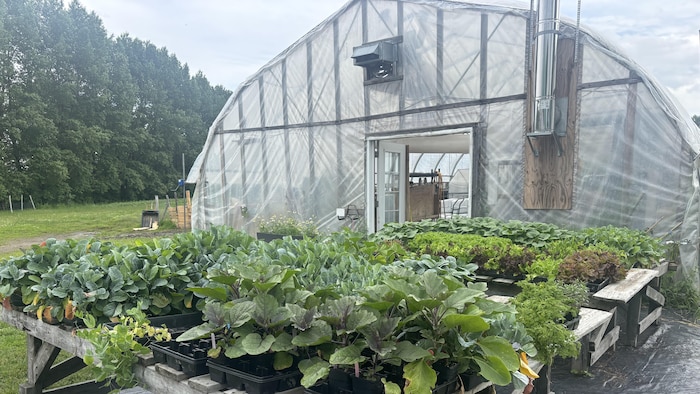 Des légumes devant une serre.