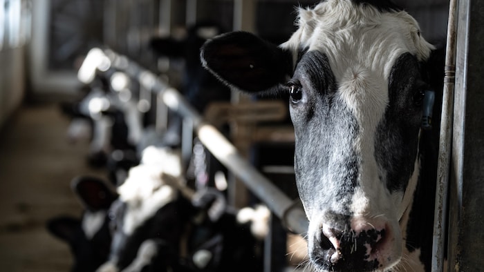 Des vaches sont vues dans une ferme laitière, dont une fixe la lentille de la caméra.
