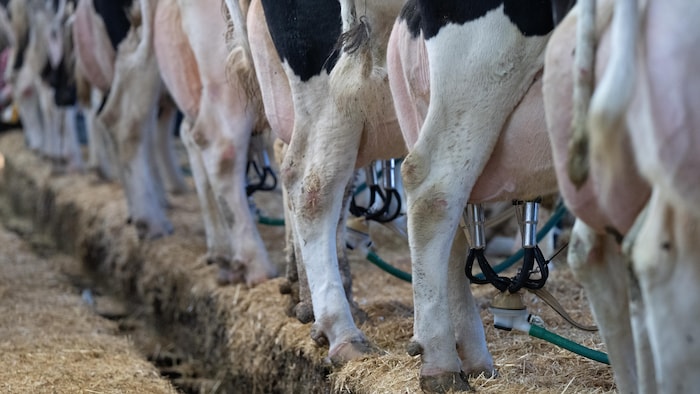 Les vaches sont traites dans une ferme laitière, gros plan sur le pis. 