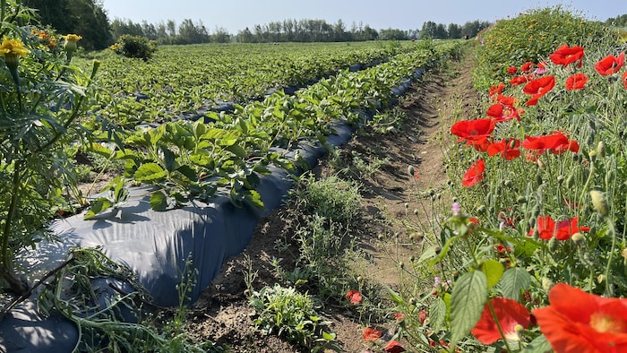 Vue d'un champ agricole avec des rangées de fraises.