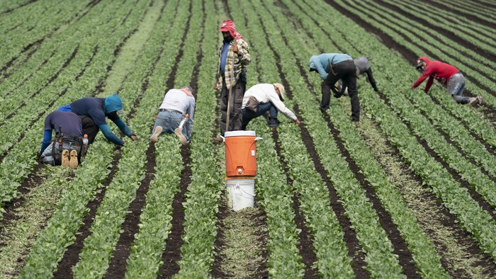 Des ouvriers travaillant dans un champ de légumes.