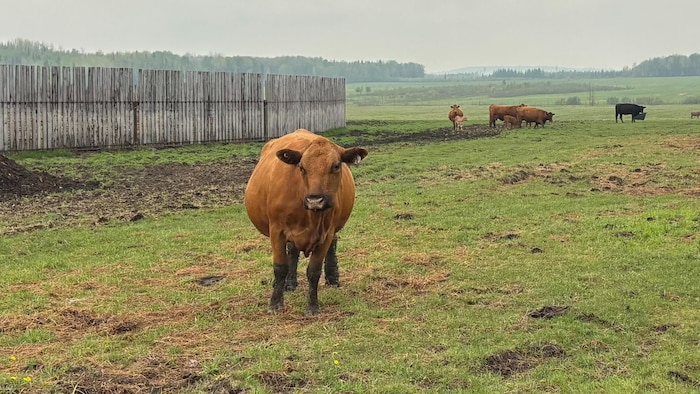 Des vaches dans un champ.