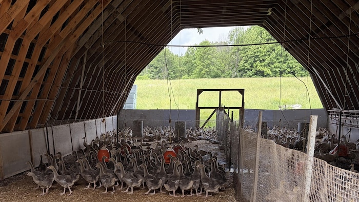 La Ferme Orléans est une ferme dite «intégrée», c’est-à-dire qu’on y fait l’élevage, l’abattage et la transformation de la volaille. On y fait aussi de la vente de produits sur place.