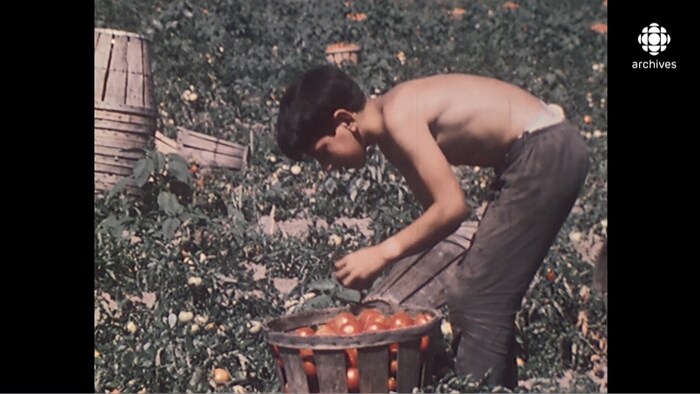 Une jeune garçon, torse nu, cueille des tomates dans un champ.