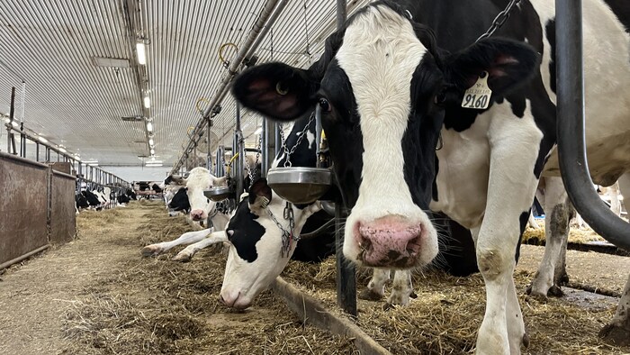 Des vaches dans une ferme.