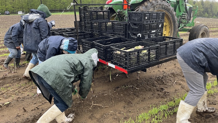 Des travailleurs sont penchés vers le sol et cueillent des asperges. Des bacs sont empilés sur un tracteur agricole.