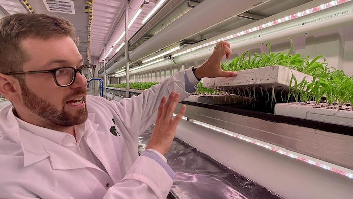 Un homme soulève des plants, dévoilant ainsi leurs racines au photographe.