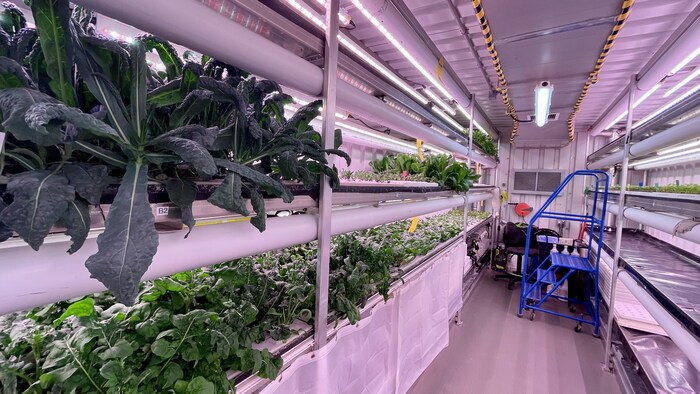 Des étagères remplies de légumes-feuilles sont installées à l'intérieur d'un conteneur. 