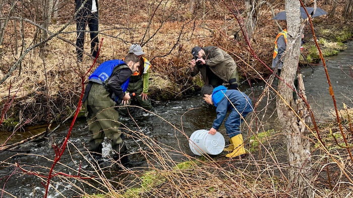 Un enfant relâchant des truites dans le ruisseau.