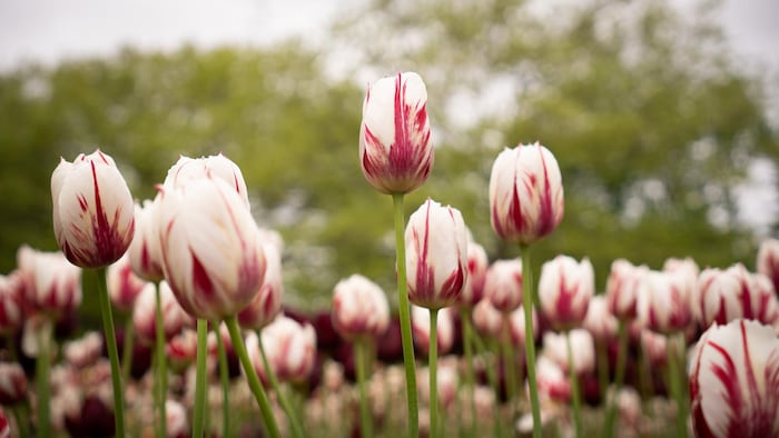 Des tulipes.