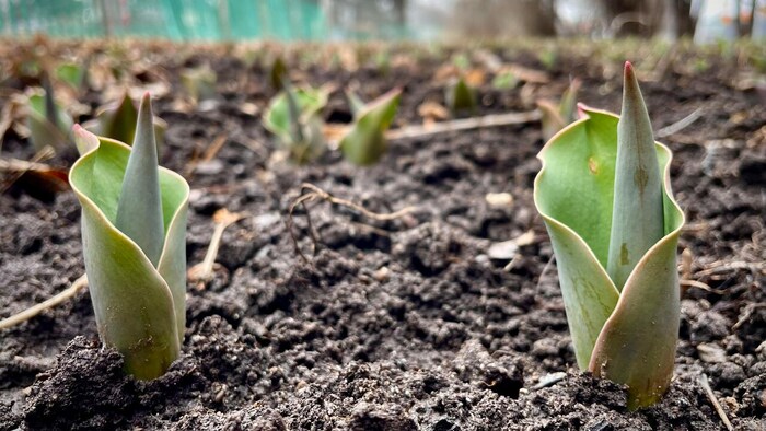 Des tulipes en train de pousser au parc des Commissaires à Ottawa. 