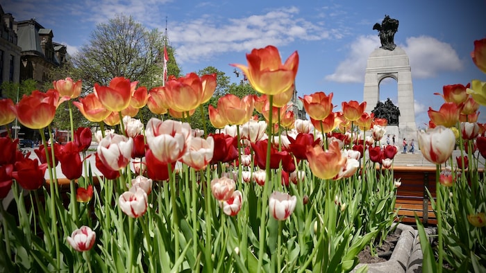 Des tulipes devant le Monument commémoratif de guerre du Canada d'Ottawa.