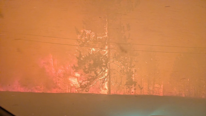 Un arbre enflammé en avant-plan devant un paysage qui est lui aussi enflammé.