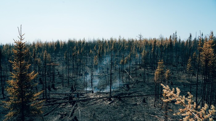 Des arbres calcinés.
