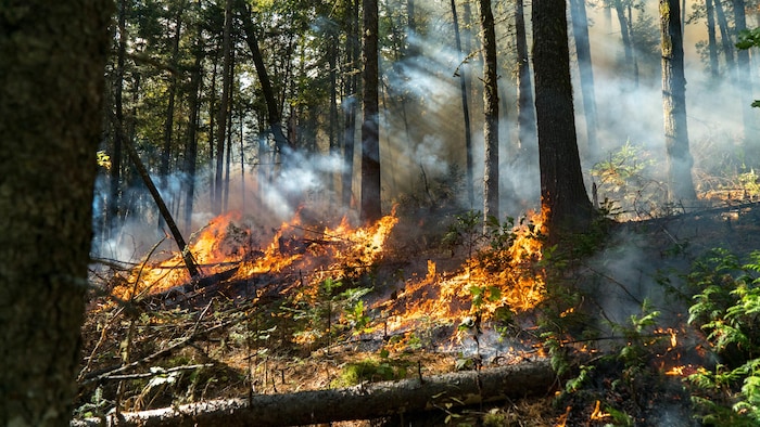 On voit un feu de forêt maîtrisé au parc de la Mauricie. Les flammes s'élèvent et la fumée envahit le sous-bois.