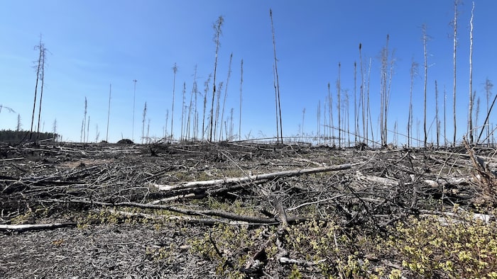 Un champ d'arbres morts.