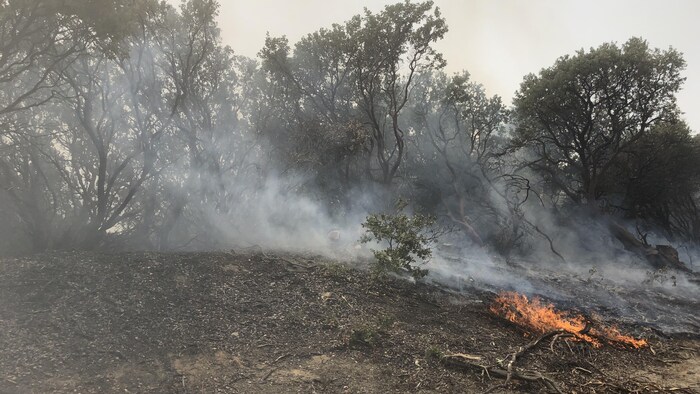 De la fumée provenant d'un feu cache des arbres.