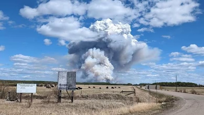 Un champ avec du bétail à côté d'une route avec un feu qui brûle au loin avec beaucoup de fumée. 