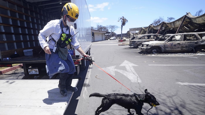 Une secouriste tient un chien en laisse.