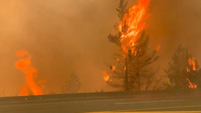Un arbre englouti par des flammes.