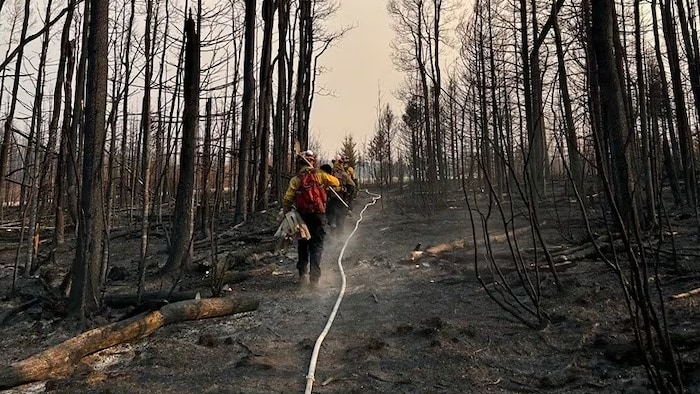 Les pompiers marchent les uns derrière les autres avec de l'équipement dans un sentier avec de chaque côté des arbres calcinés.