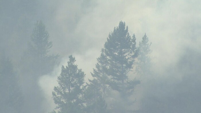 Une épaisse fumée se dégage d'un feu de forêt.