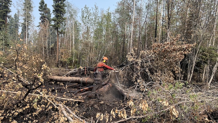 Un pompier forestier arrose un site de point chaud où des arbres ont été coupés.