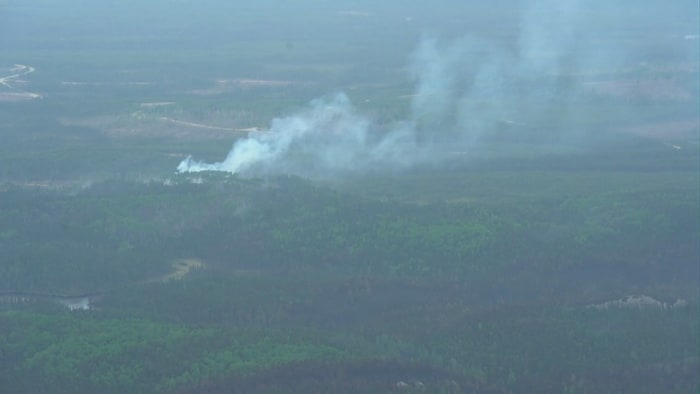 De la fumée est visible au loin dans la forêt.
