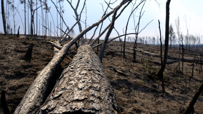 Un tronc d'arbre au sol, dans une forêt dévastée par un incendie.