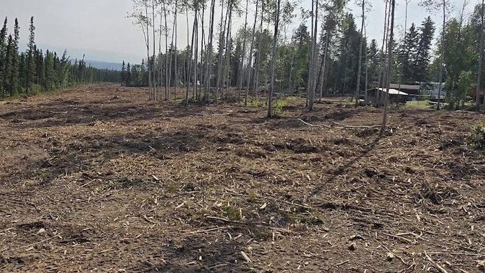 Une zone en forêt a été dénudée d'arbres.