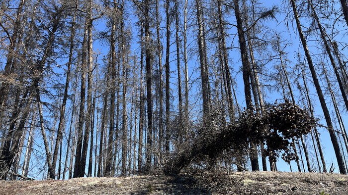 Des arbres calcinés.