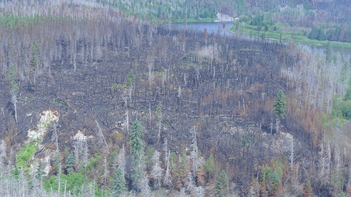 Un secteur de forêt brûlé.