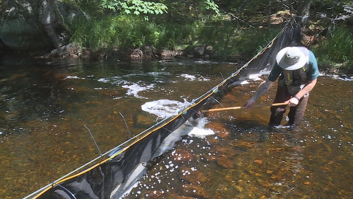 Filet installé sur un ruisseau.