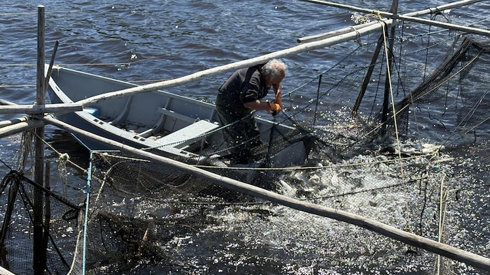 Un homme dans une chaloupe tire sur un filet de pêche.
