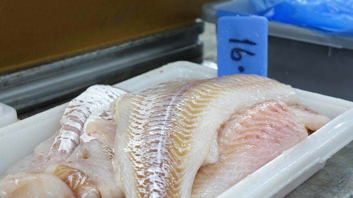 Des filets de morue du Nord dans un grand bac de plastique.