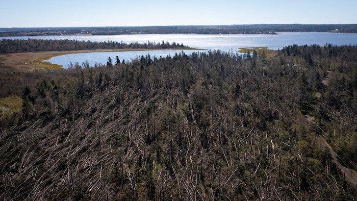 Photo aérienne d'une zone boisée couverte d'arbres déracinés et empilés.