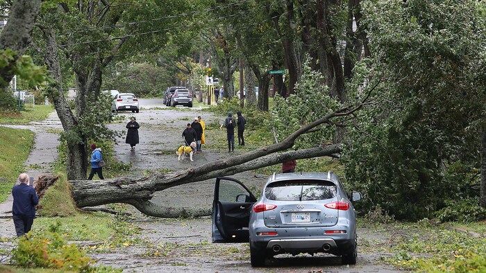 شجرة تسدّ أحد شوارع هاليفاكس بعد أن اقتلعتها عاصفة ’’فيونا‘‘ أمس.