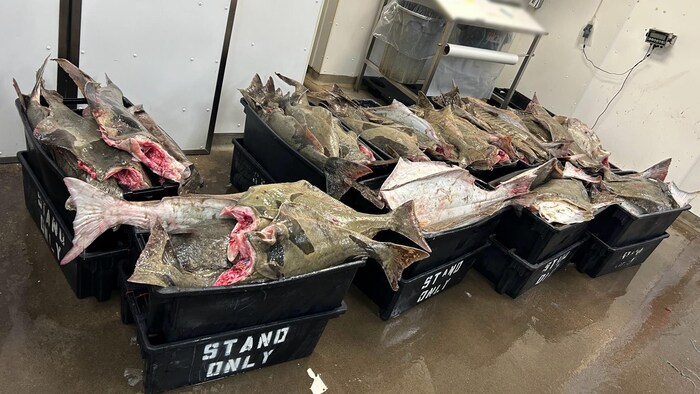 Des poissons morts sans tête sont empilés dans une dizaine de bacs noirs, posés sur un plancher mouillé.