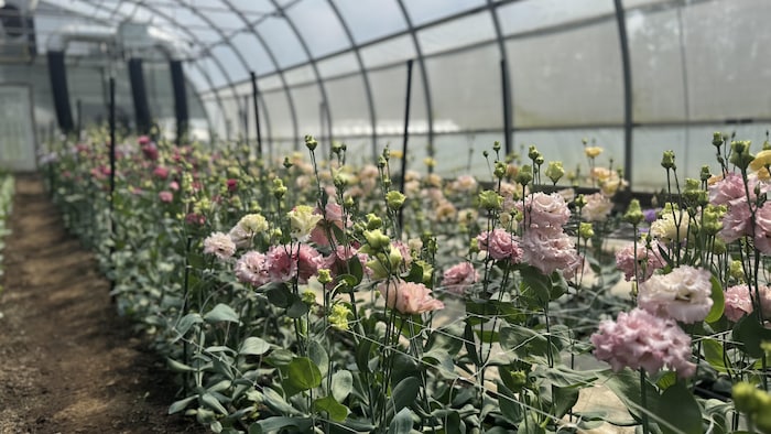 Des fleurs dans une serre.