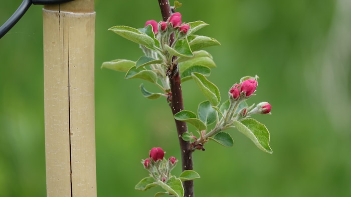 Des fleurs de pommiers sur le point d'éclore.
