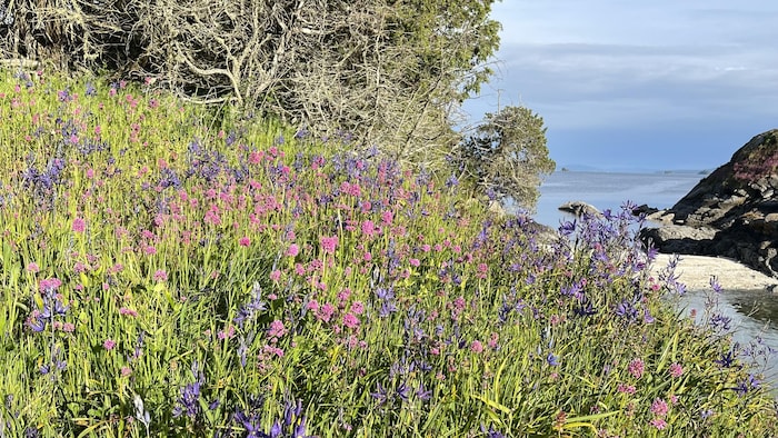 Des fleurs sauvages dans la région du Petit lac des Esclaves, en Alberta.