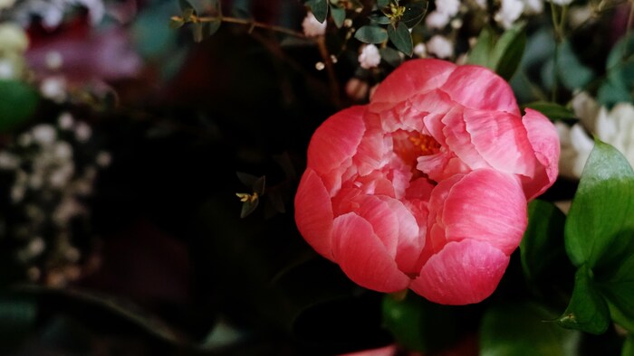 Pivoine. 