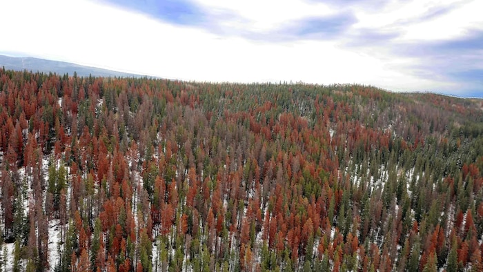 Une immense forêt comporte des arbres rouges, morts en raison du dendroctone du pin.