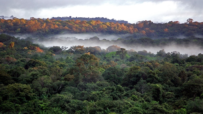 Photo de la forêt guyanaise prise dans les environs du village de Saül.