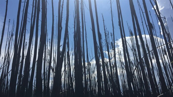 Une parcelle de forêt près de Fort McMurray complètement brûlée du sol à la cime des arbres.