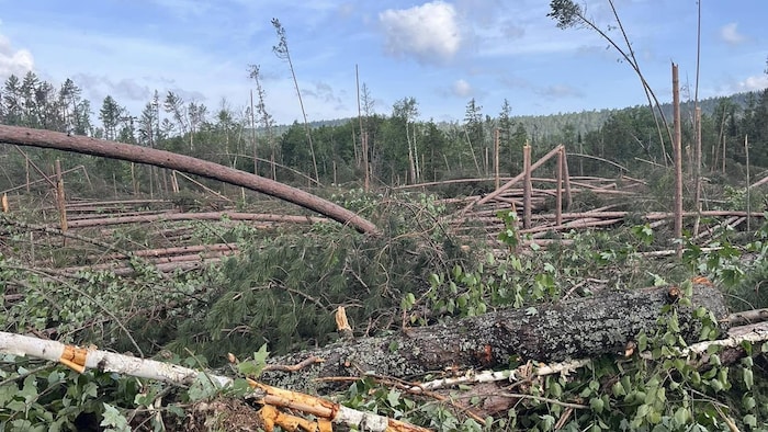 De nombreux arbres sont tombés pendant la tempête, causant d’importants dégâts.