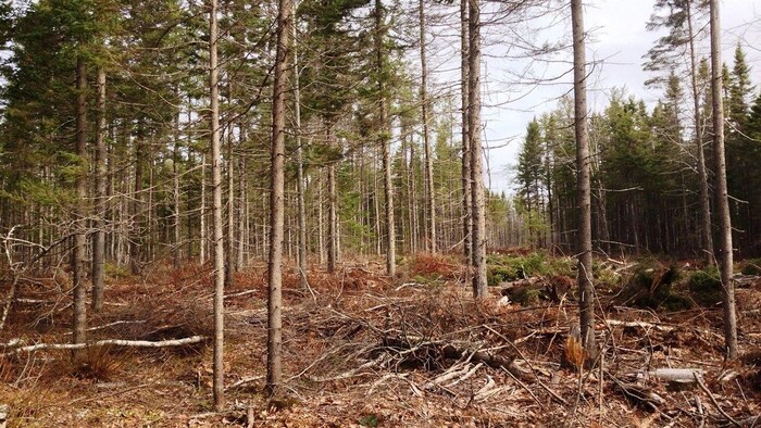 Une forêt de conifères élaguée après des coupes servant à récolter de la biomasse.