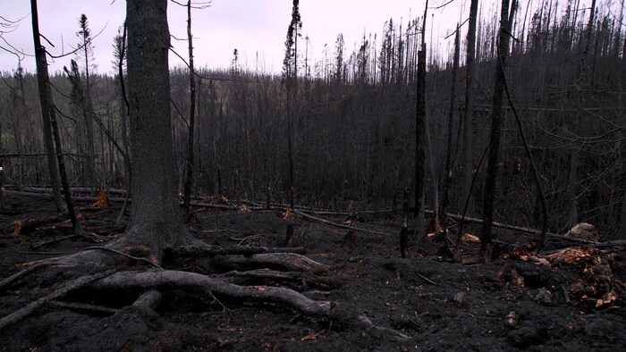Des troncs brûlés après les feux de forêt. 