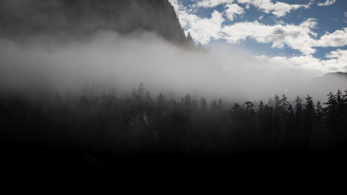 Une forêt dans le brouillard.